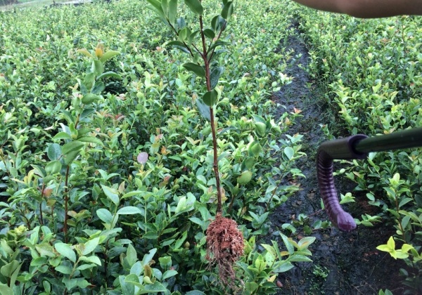 二年生裸根苗根系发达