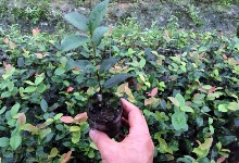 一年生轻基质容器苗（大杯子）