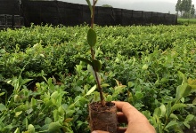 二年生轻基质容器苗