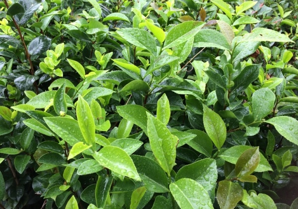 二年生红茶花苗