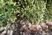 二年生容器苗起苗现场