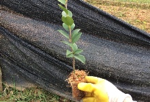 油茶杯苗的移栽、盖膜及炼苗管理