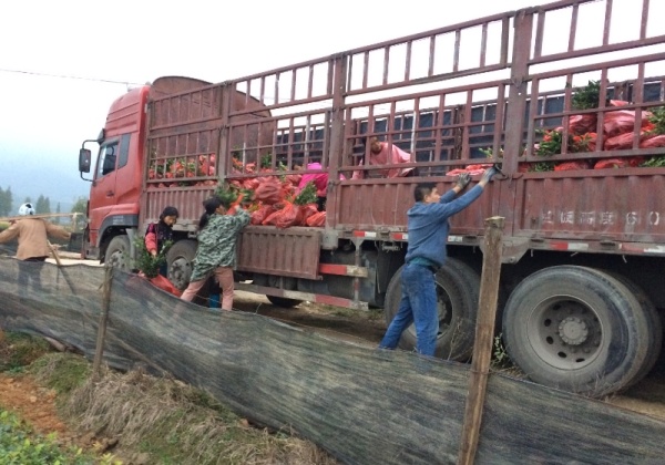 二年生油茶容器苗出圃高度及装苗现场