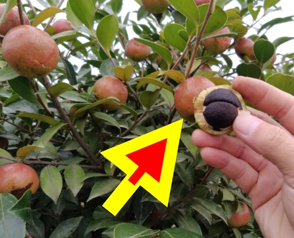 不同油茶品种挂果对比