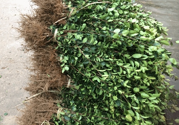 大田地栽油茶树苗起苗及装车发货