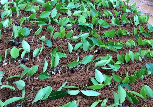 2017年5月份油茶苗嫁接现场及步骤