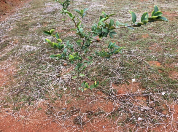 高产油茶苗