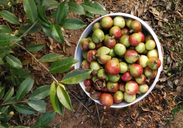 赣兴46良种油茶