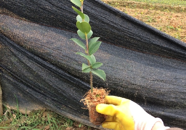 油茶杯苗的移栽、盖膜及炼苗管理