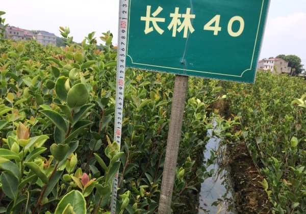 优质高产嫁接油茶苗的品种分类和地径高度