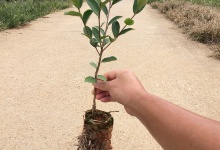 油茶容器苗的规格和种类