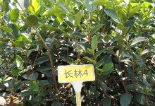 油茶苗的品种不同长势也不一样
