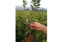 高产嫁接油茶树苗长大需要多久