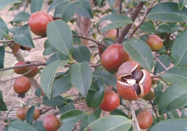 油茶苗基地