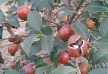 油茶苗基地