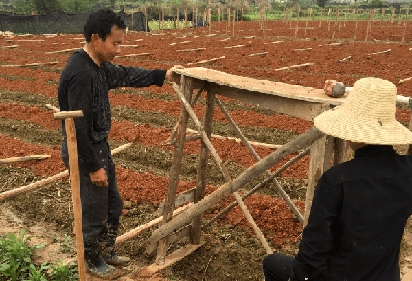 油茶苗育苗前的准备工作