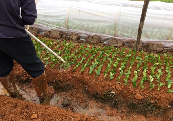 2018年油茶苗嫁接工作圆满完成