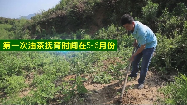 高产油茶苗种植后幼林管理重点