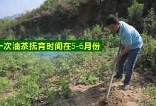 高产油茶苗种植后幼林管理重点