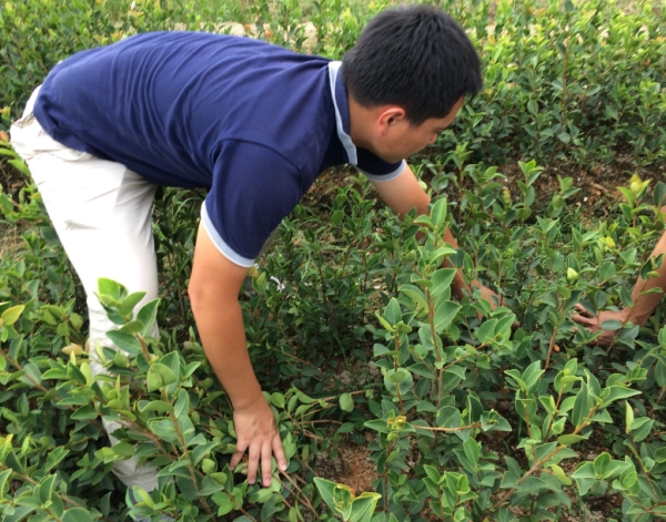 油茶苗